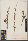 Foto von Salix aurita L.
